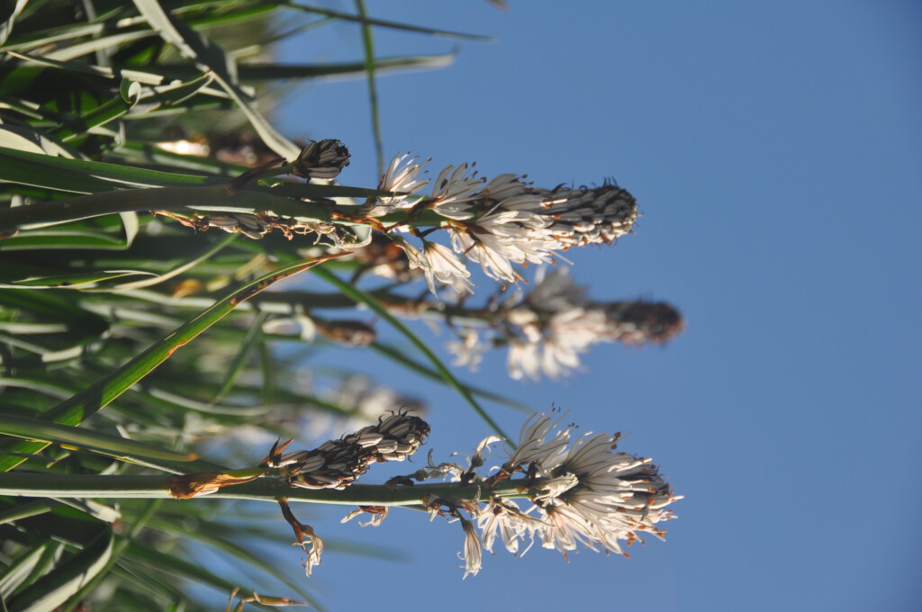 Flora de la Val d'Aran